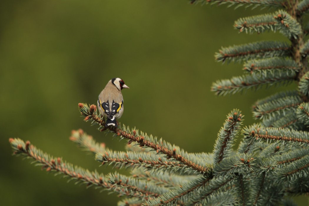 European Goldfinch