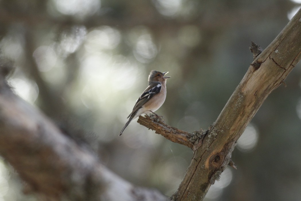 Eurasian Chaffinch