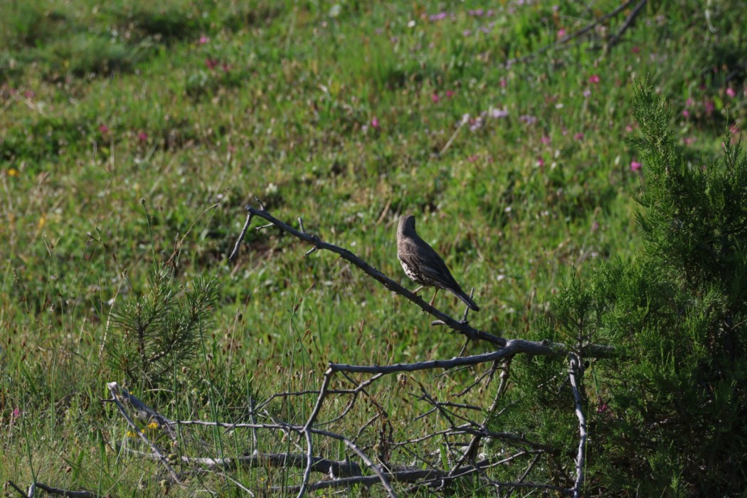 Mistle Thrush