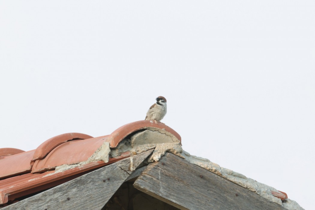 Eurasian Tree Sparrow