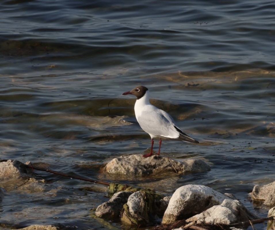 Black-headed Gull