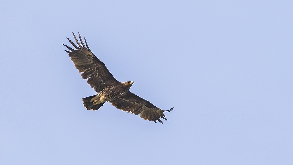 Lesser Spotted Eagle