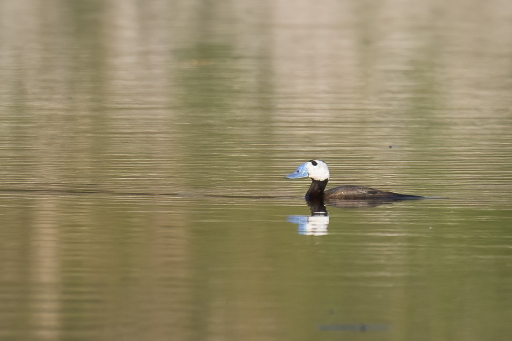 White-headed Duck