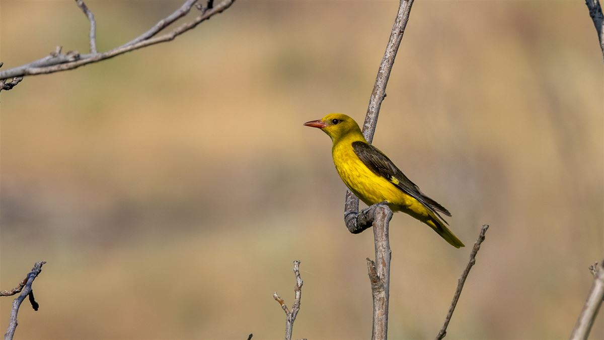 Eurasian Golden Oriole