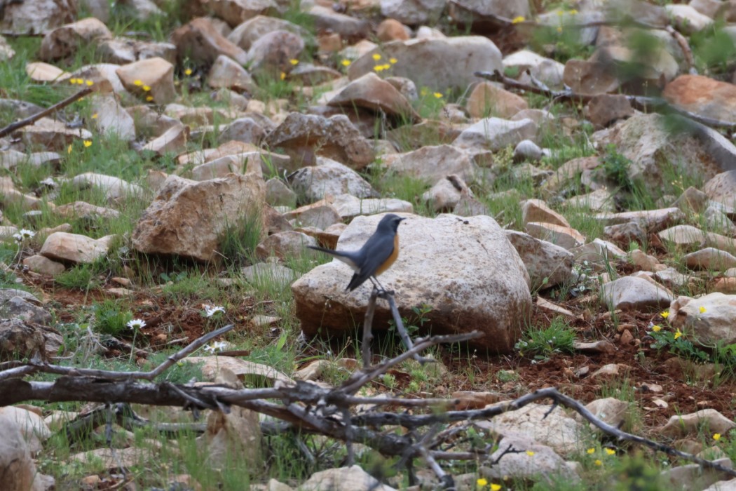 White-throated Robin