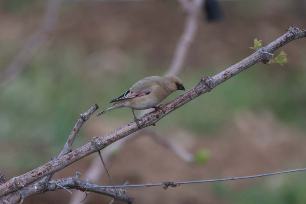 Desert Finch
