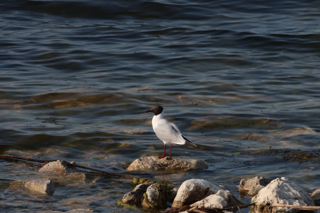 Black-headed Gull