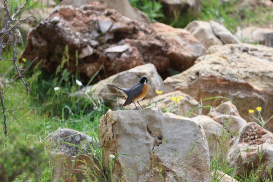 White-throated Robin