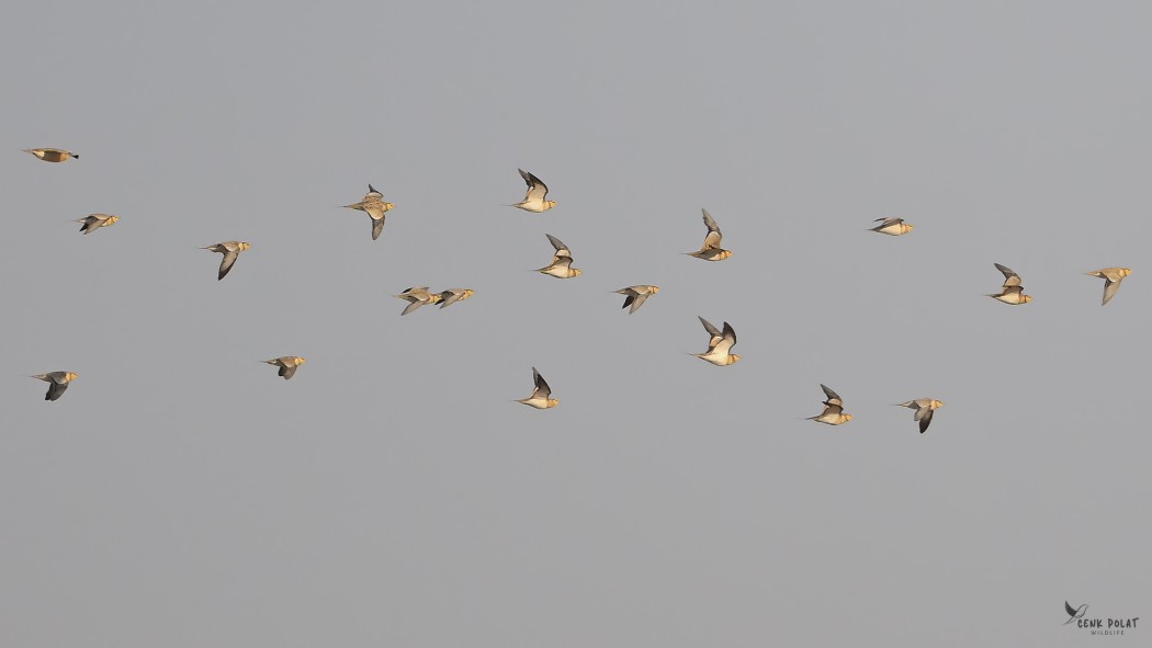 Pin-tailed Sandgrouse