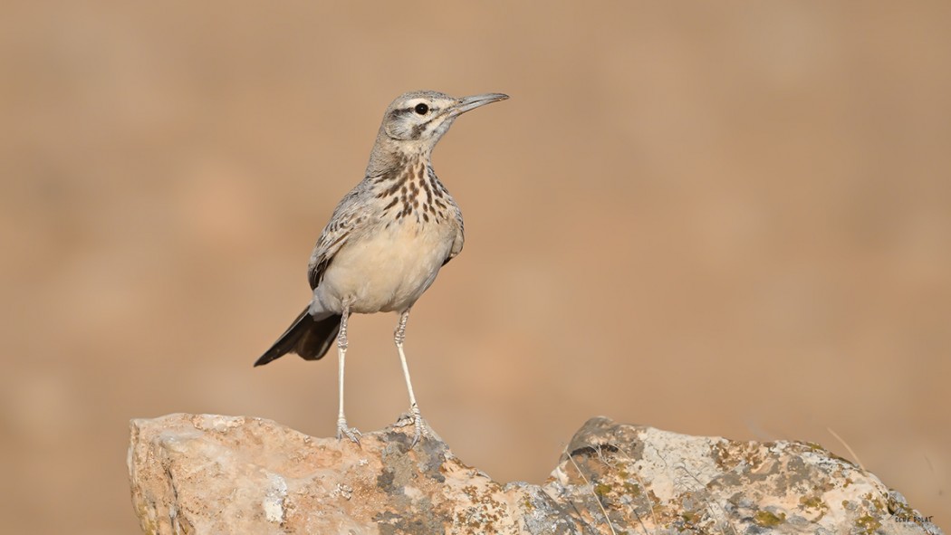 Greater Hoopoe-Lark