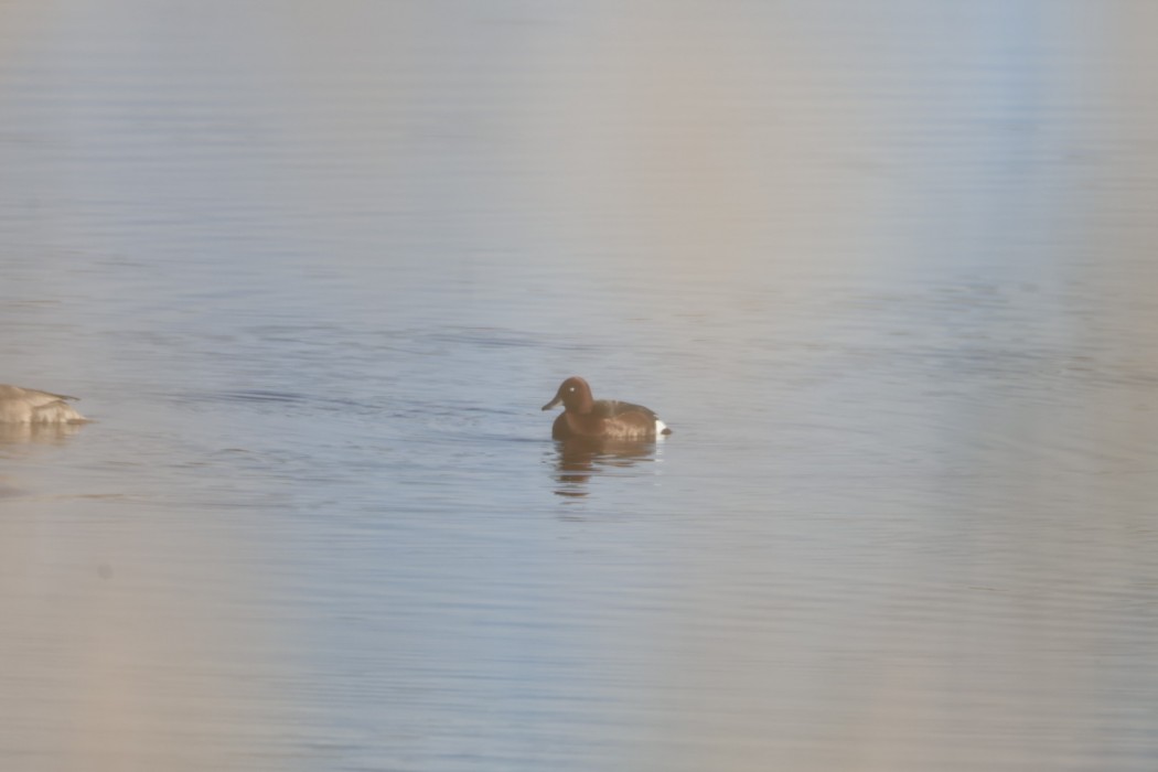 Ferruginous Duck