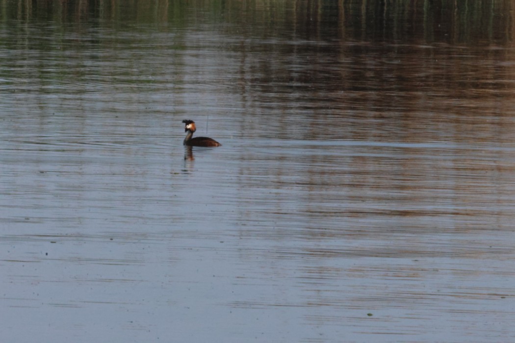 Great Crested Grebe
