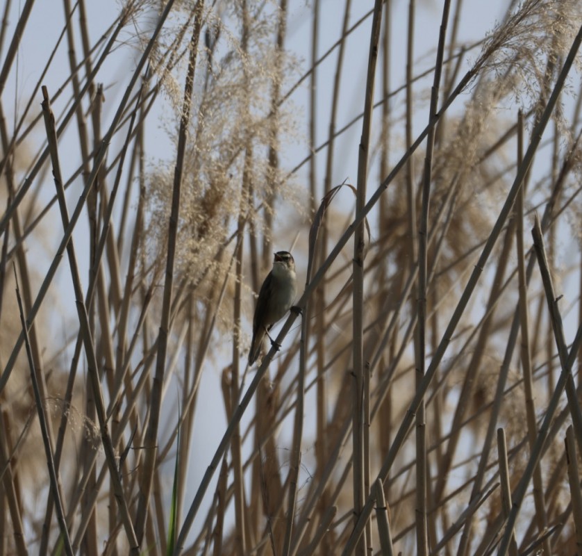 Sedge Warbler