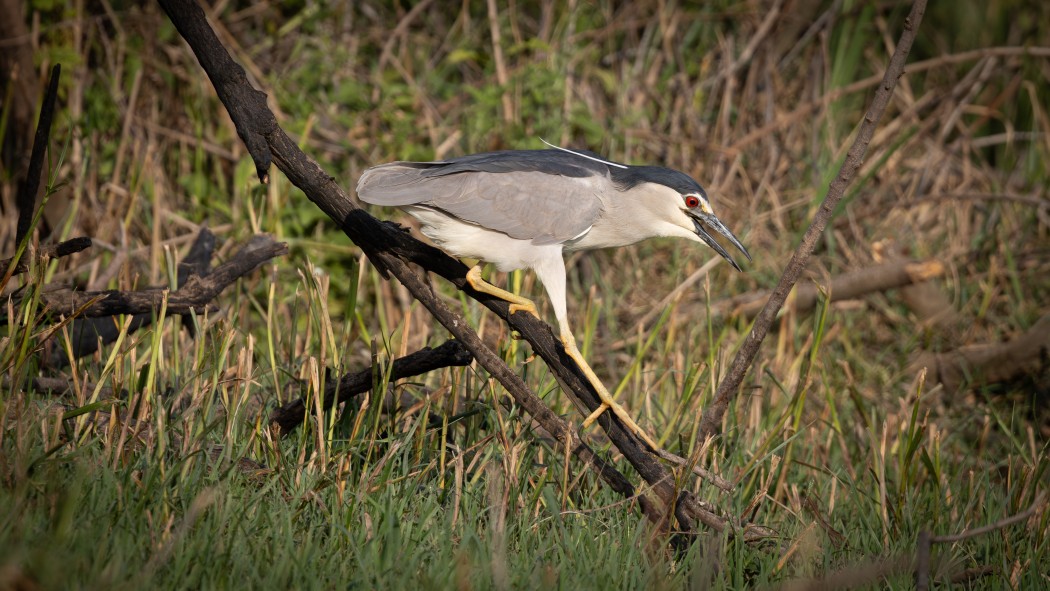 Black-crowned Night Heron