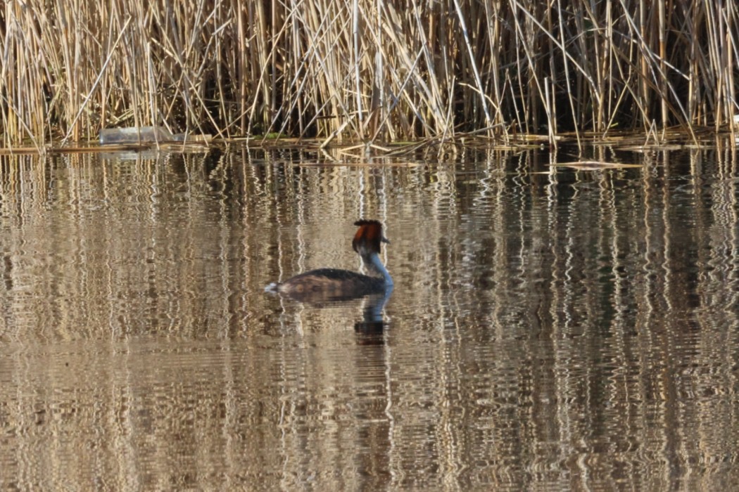 Great Crested Grebe