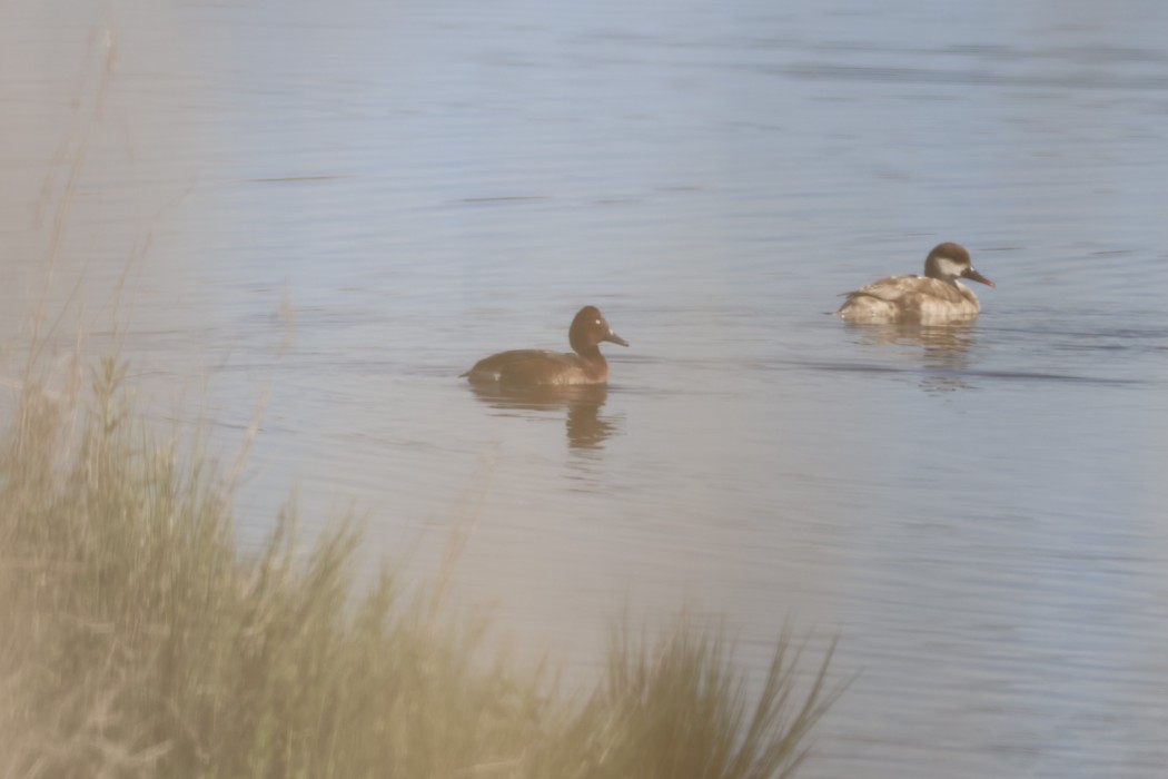 Ferruginous Duck