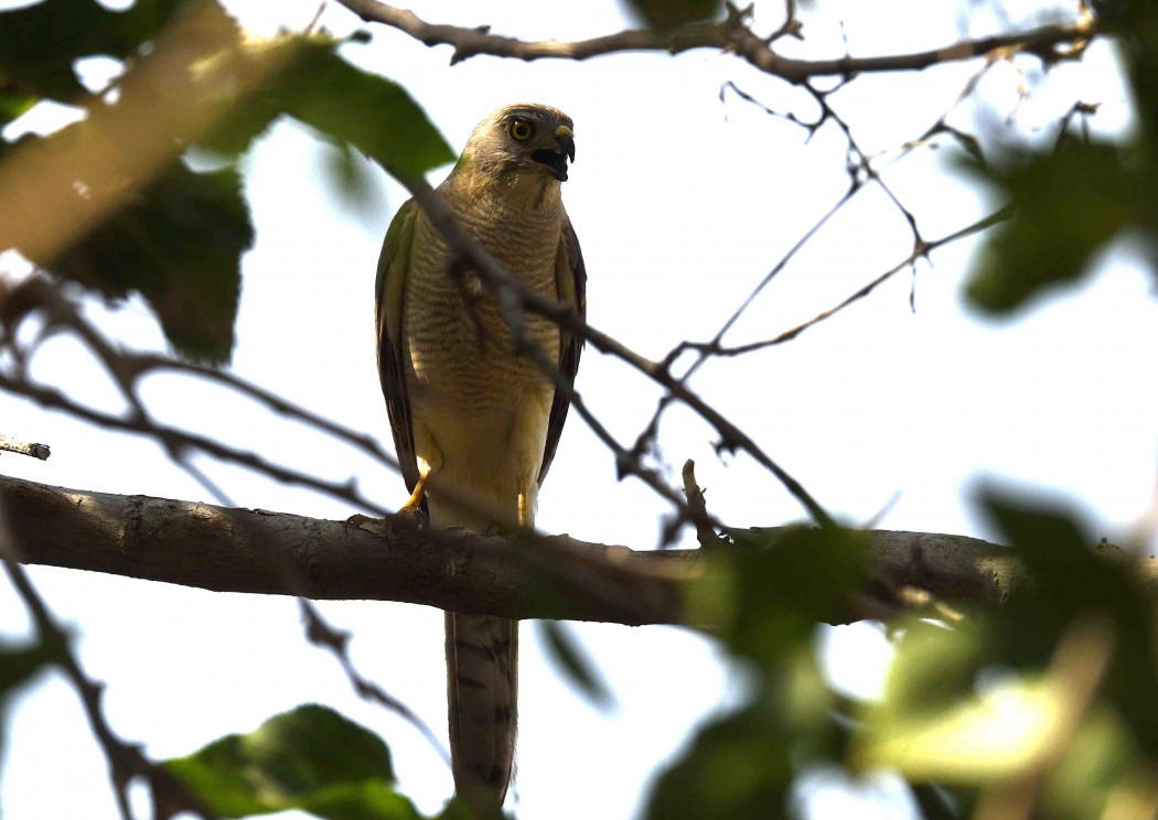 Shikra