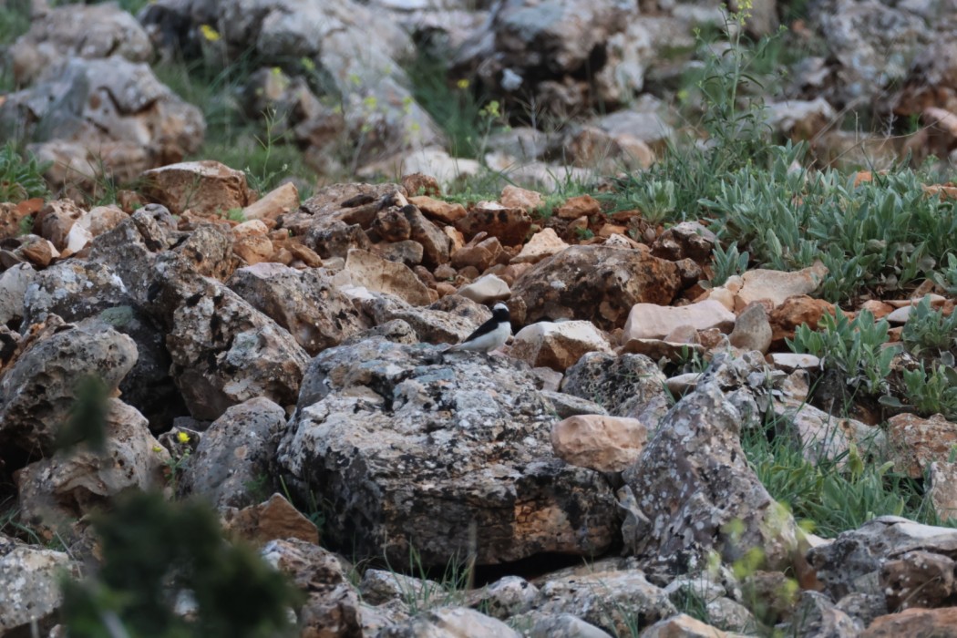 Finsch`s Wheatear