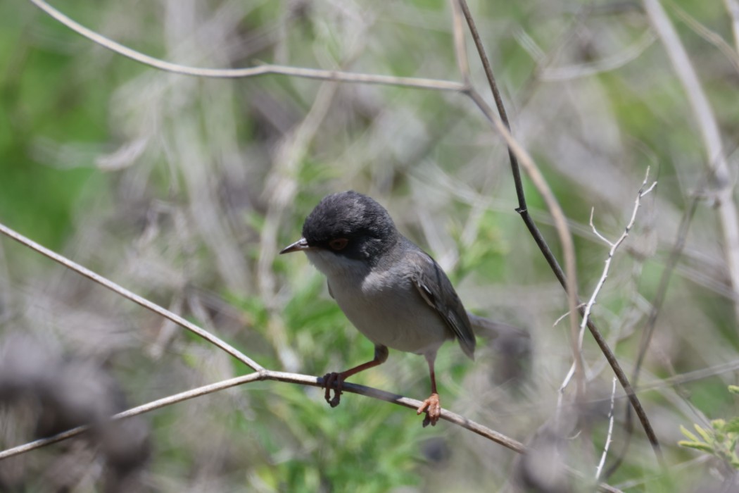 Menetries`s Warbler