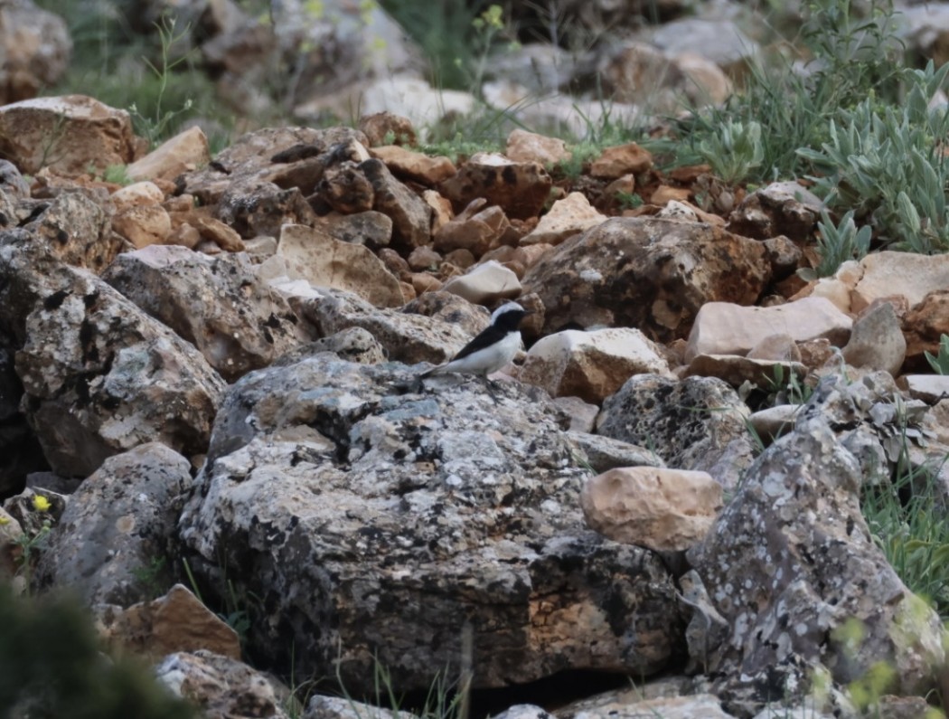 Finsch`s Wheatear