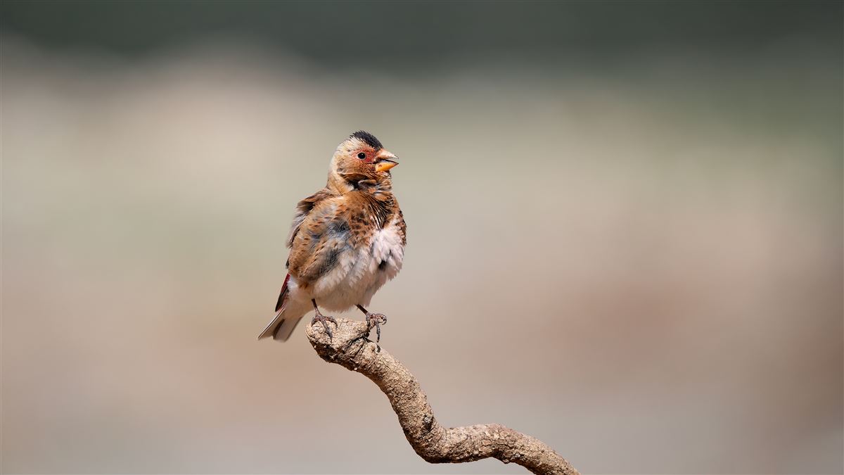 Crimson-winged Finch