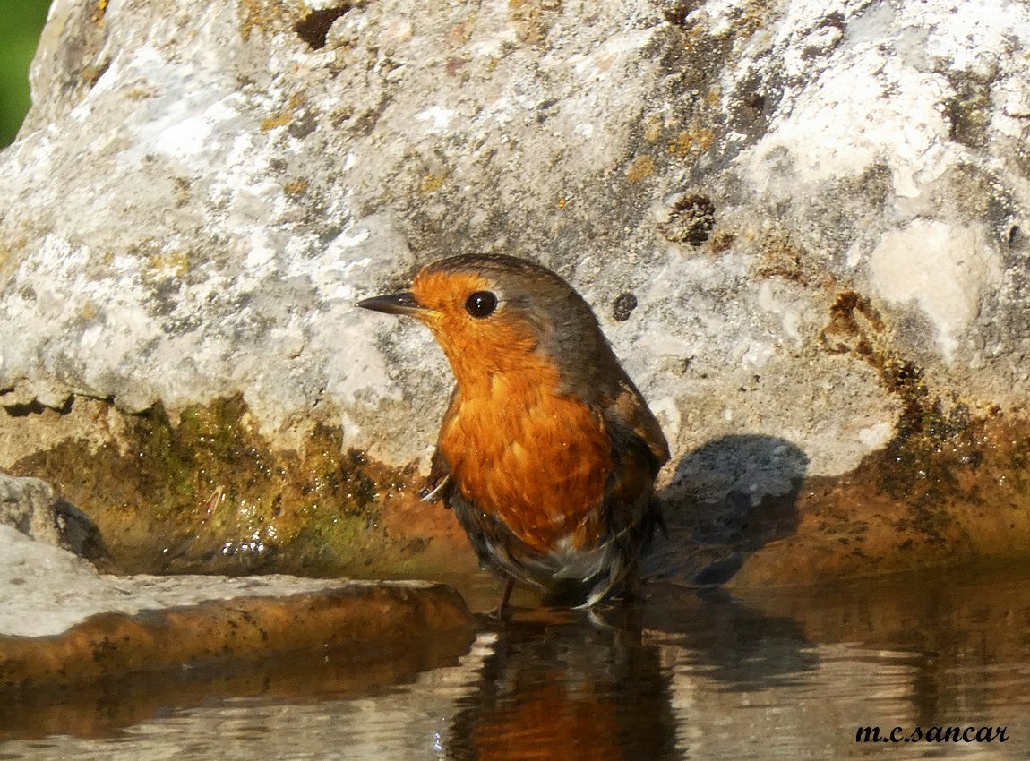 European Robin