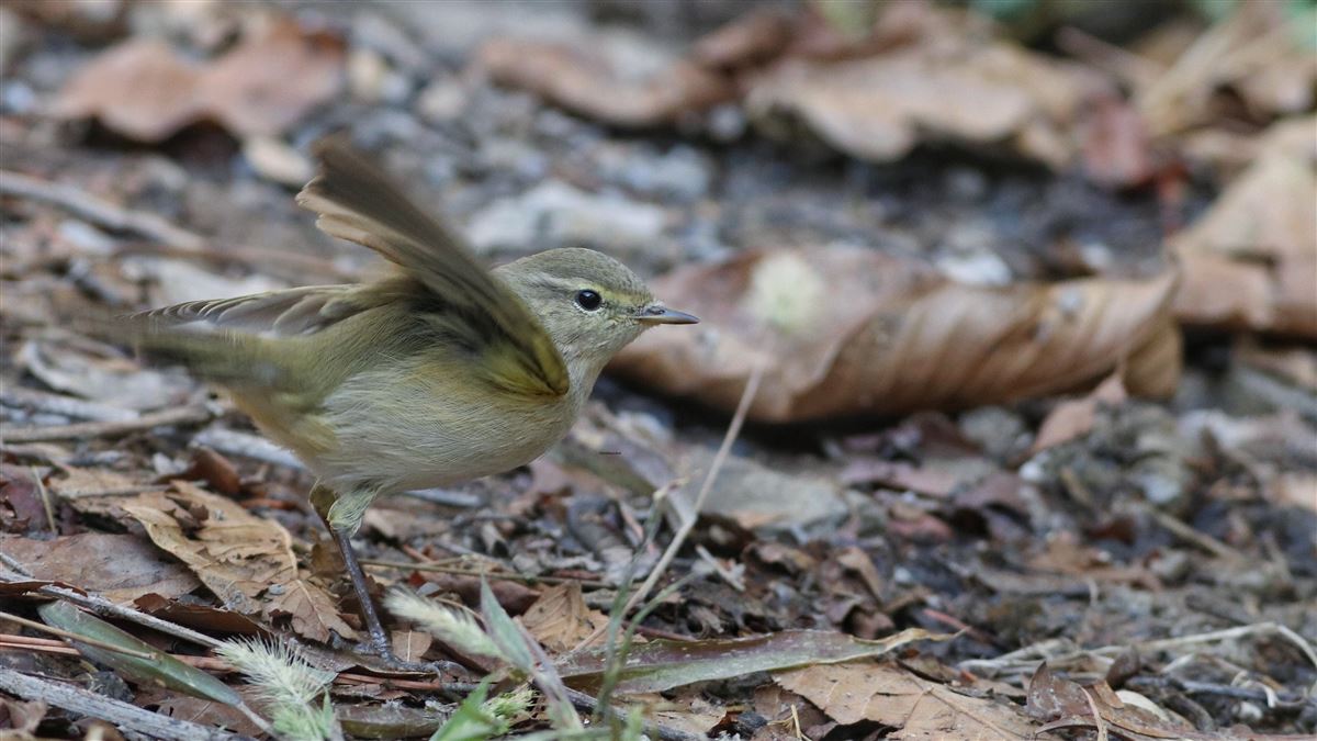 Common Chiffchaff