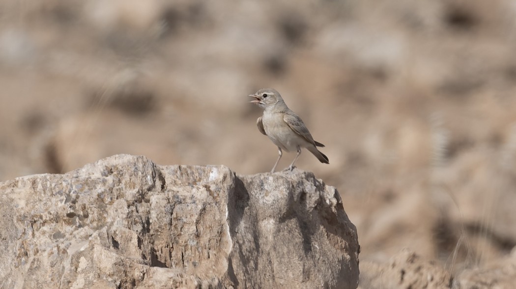 Bar-tailed Lark