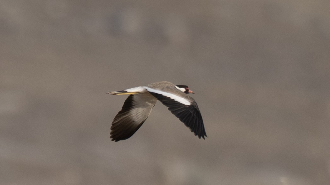 Red-wattled Lapwing