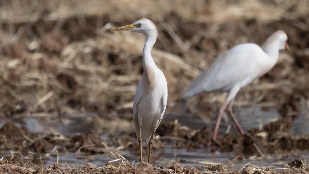 Western Cattle Egret