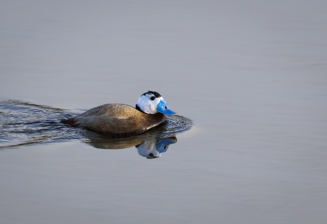 White-headed Duck