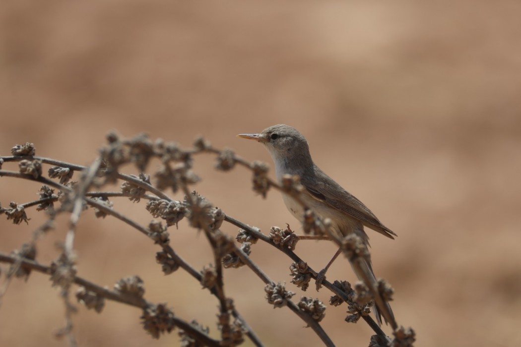 Upcher`s Warbler