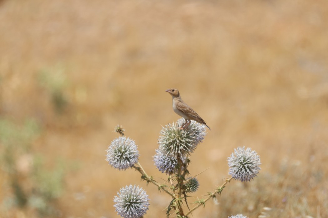 Pale Rockfinch