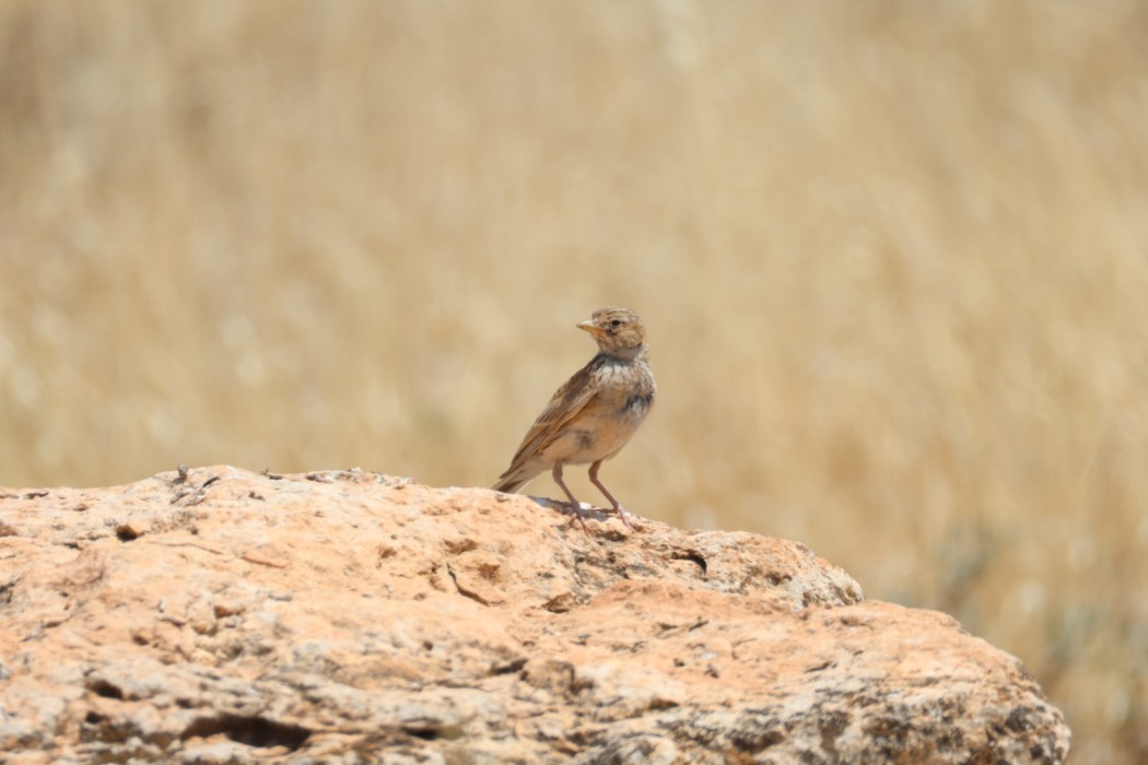 Turkestan Short-toed Lark