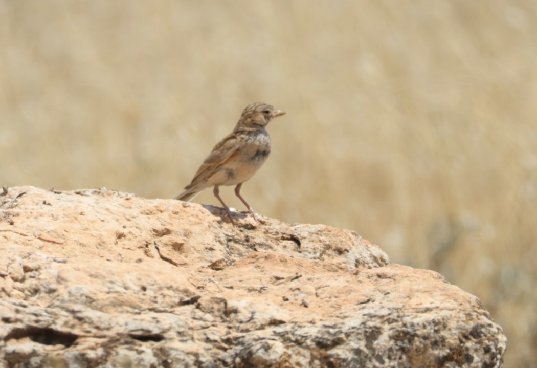 Turkestan Short-toed Lark