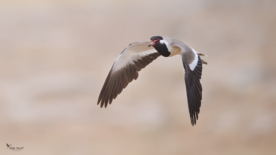 Red-wattled Lapwing