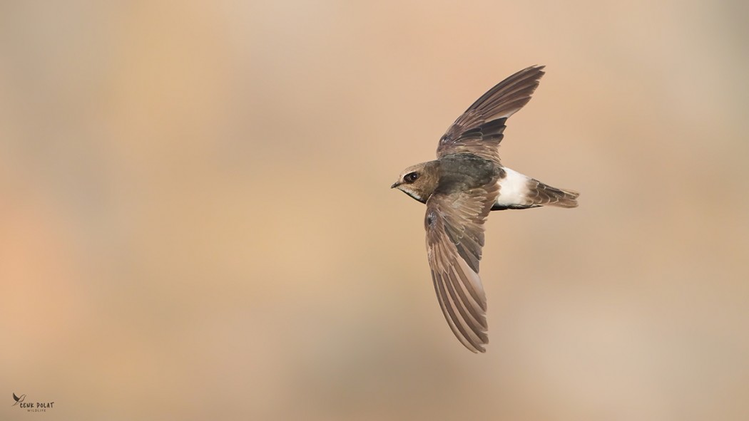 Little Swift