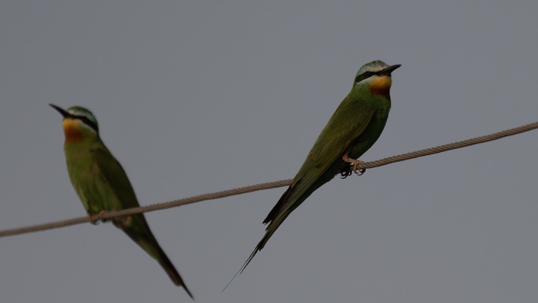 Blue-cheeked Bee-eater
