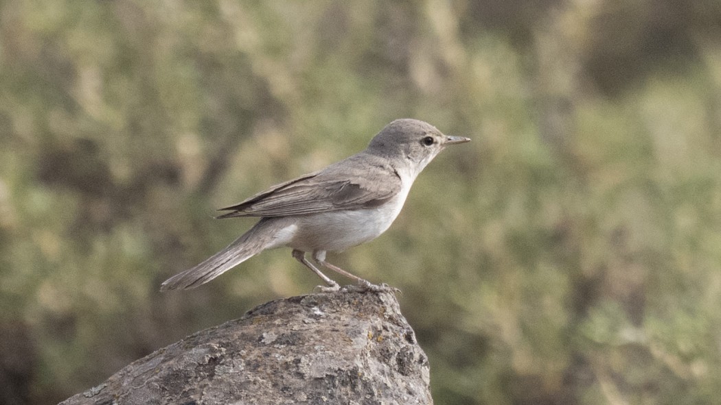 Upcher`s Warbler