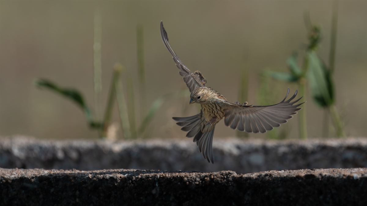 European Serin