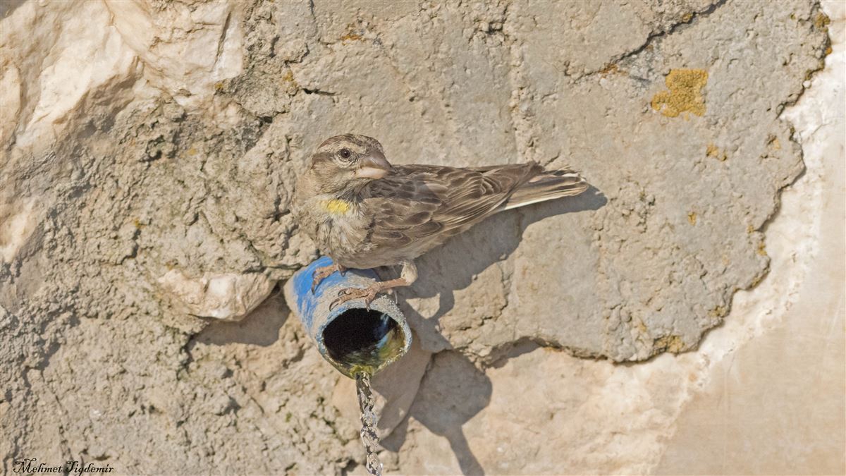 Rock Sparrow