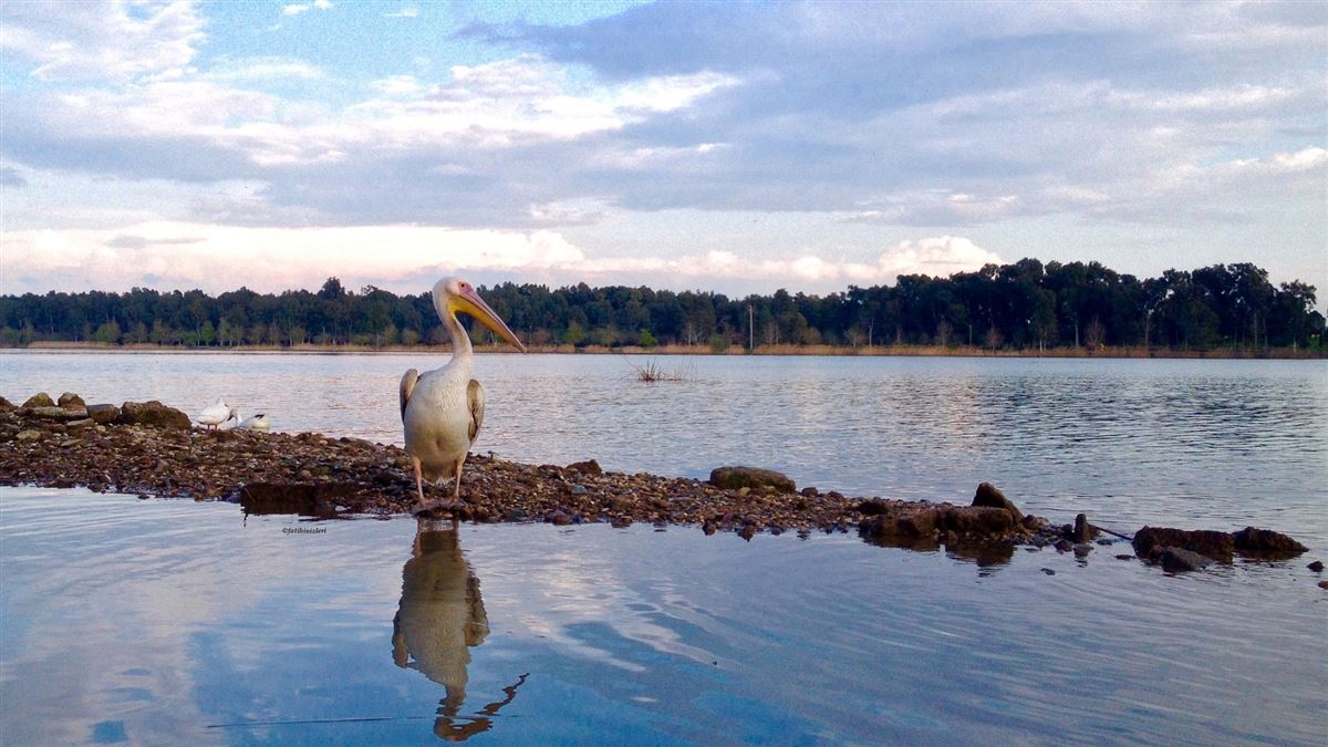 Great White Pelican
