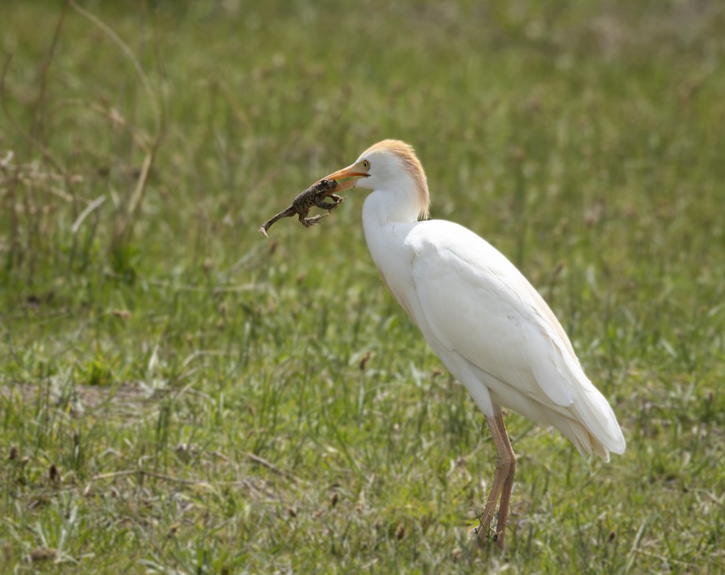 Western Cattle Egret