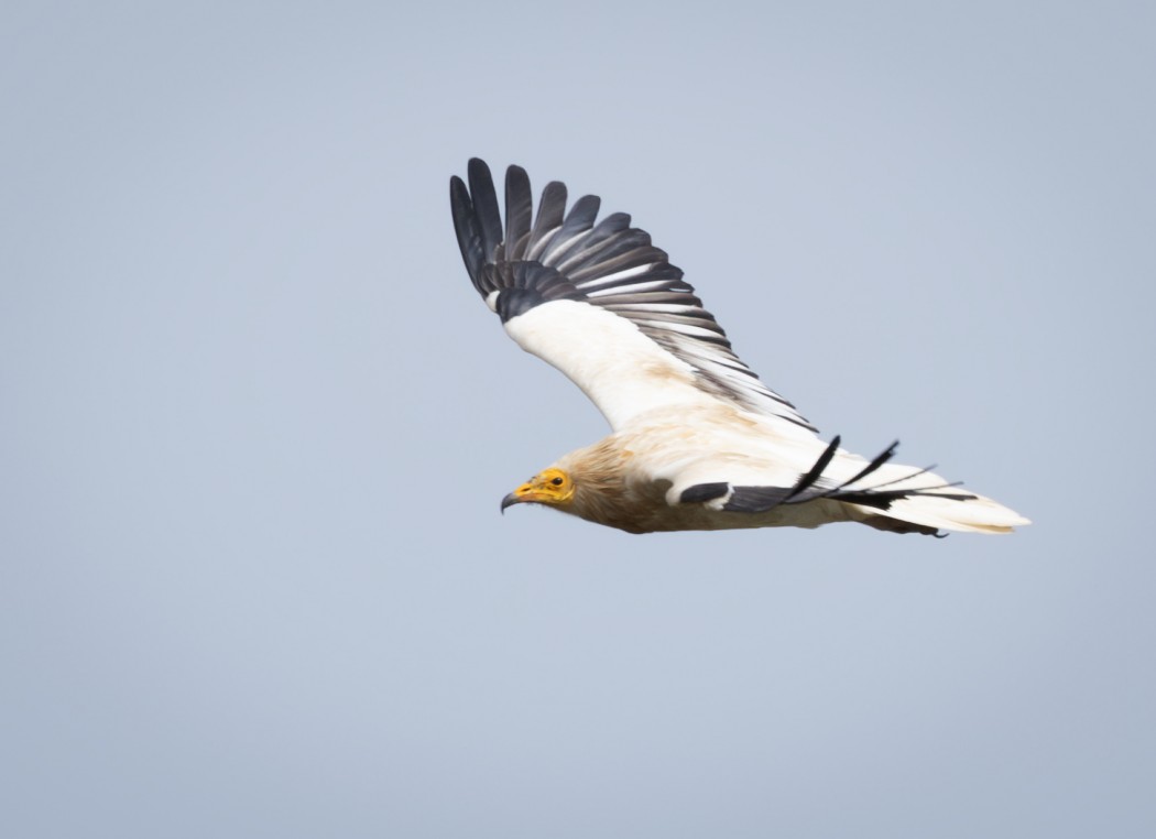 Egyptian Vulture