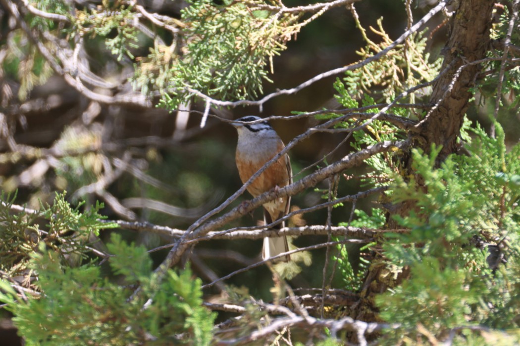 Rock Bunting