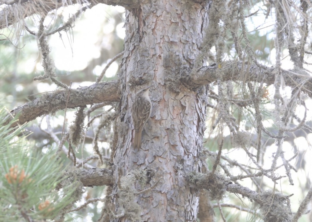Short-toed Treecreeper