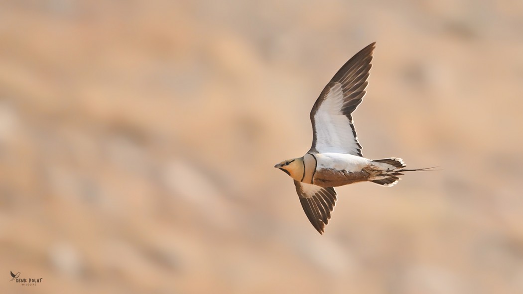 Pin-tailed Sandgrouse