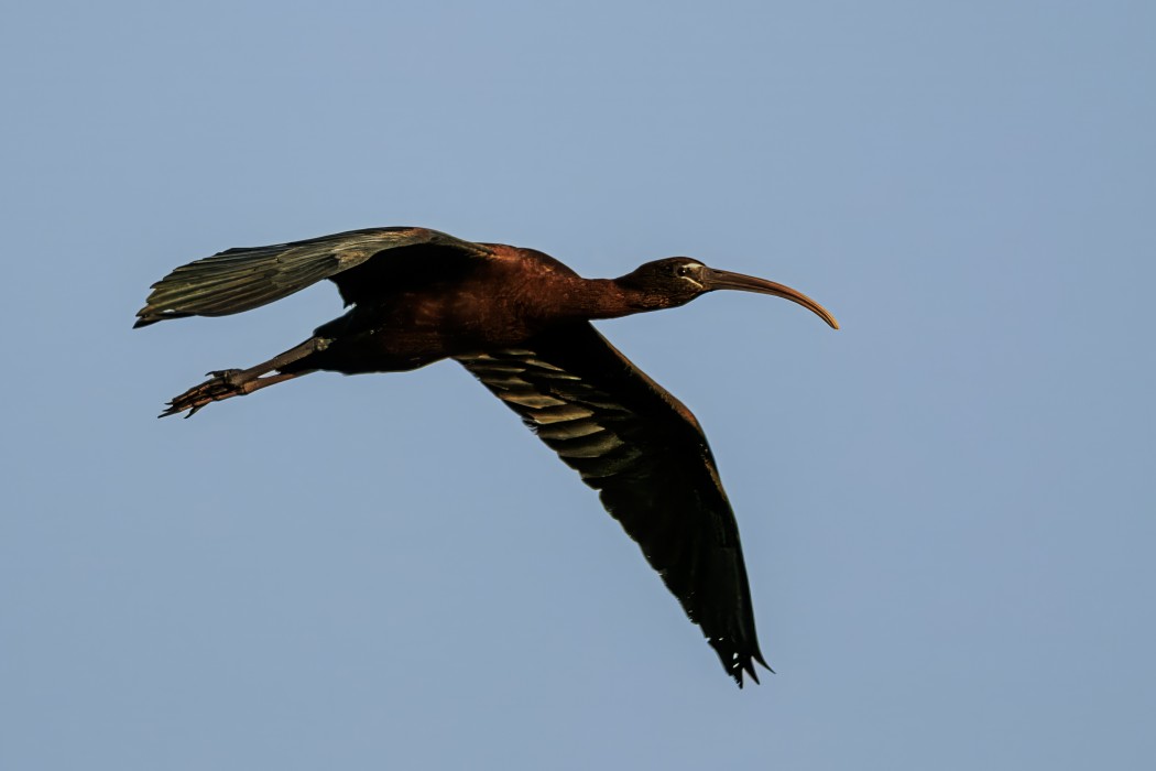 Glossy Ibis