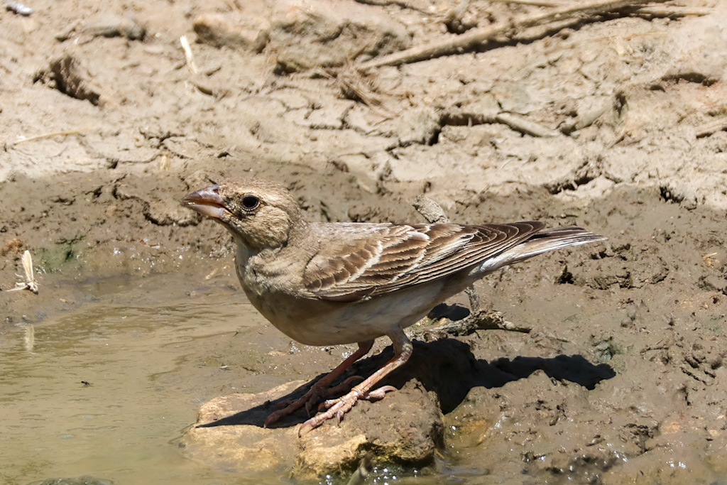 Pale Rockfinch