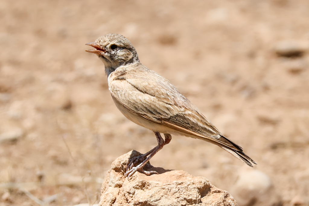 Bar-tailed Lark